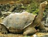 Tortoise