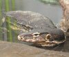 Water Monitor