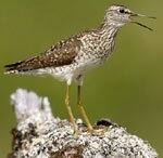 wood sandpiper