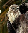 Indian Wildlife Luxury Medium Budget Jungle Resorts Lodges Hotels in Bandhavgarh National Park
