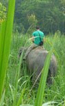 Bardiya Jungle Cottage - Indian Wildlife Resorts & Lodges in Bardiya National Park