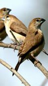 India Nepal Wildlife Luxury Medium Budget Jungle Resorts Lodges Hotels in Royal Chitwan National Park