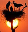 Indian Wildlife Luxury Medium Budget Jungle Resorts Lodges Hotels in Keoladeo Ghana Bird Sanctuary