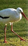 The Bagh Resort - Indian Wildlife Resorts & Lodges in Keoladeo Ghana National Park