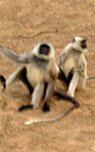 Indian Wildlife Luxury Medium Budget Jungle Resorts Lodges Hotels in Sariska National Park