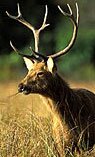 About Dudhwa Wildlife National Park, Sanctuary & Tiger Reserve