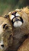 About Sasan Gir Wildlife National Park, Sanctuary & Lion Reserve