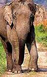 About Jim Corbett Wildlife National Park, Sanctuary & Tiger Reserve