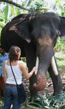 About Muthanga Wildlife National Park, Sanctuary & Elephant Reserve