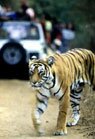 About Ranthambhore Wildlife National Park, Sanctuary & Tiger Reserve