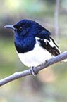 North India & Wildlife - Indian Wildlife Packages, Travel Safari & Tour Packages