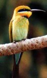 Wildlife Heart Throb - Indian Wildlife Packages, Travel Safari & Tour Packages