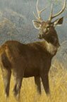Exclusive Indian Wildlife - Indian Wildlife Packages, Travel Safari & Tour Packages
