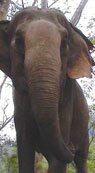 South India Wildlife - Indian Wildlife Packages, Travel Safari & Tour Packages