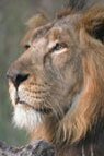 Wild Gujarat - Indian Wildlife Packages, Travel Safari & Tour Packages