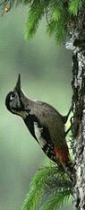 Wild Tour of Himalayas - Indian Wildlife Packages, Travel Safari & Tour Packages