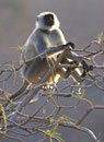 Wilderness of Rajasthan - Indian Wildlife Packages, Travel Safari & Tour Packages