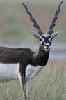 Indian Wildlife Delights - Indian Wildlife Packages, Travel Safari & Tour Packages