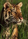 Bengal Tiger with Taj Mahal - Indian Wildlife Packages, Travel Safari & Tour Packages